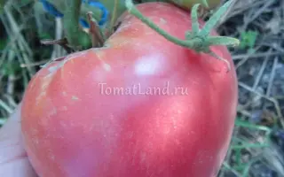 РОЗОВЫЙ КИТ