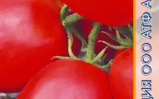 СИБИРСКИЕ ОГНИ