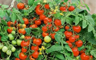 БОЖЬЯ КОРОВКА