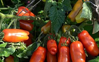 ВЕСЕЛЫЙ ГНОМ