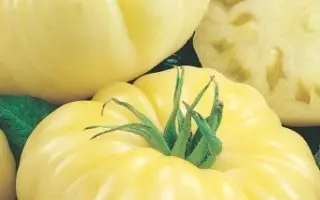 САХАР БЕЛЫЙ