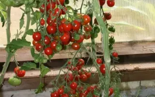 СЛАДКАЯ ГРОЗДЬ