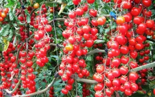 ДЮЙМОВОЧКА