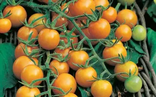 ЗЛАТОВЛАСКА