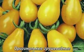 ЗОЛОТОЙ ДОЖДЬ