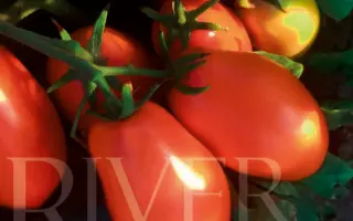 КАЛИФОРНИЯ