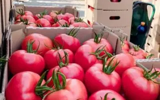 ТУЙМАЗИНЕЦ