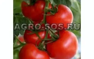 САЛАХАДДИН