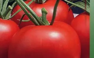 СЕВЕРНЫЙ РУМЯНЕЦ