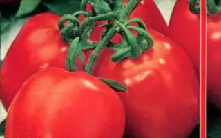 СОЛНЕЧНАЯ ЯГОДА