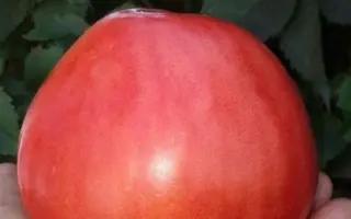 БЫЧЬЕ СЕРДЦЕ МАЛИНОВОЕ