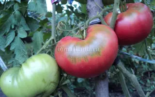 БИЙСКИЙ РОЗАН