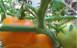 ОРАНЖЕВОЕ ЛЕТО