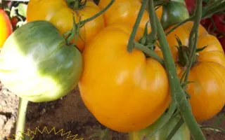 ВАШЕ ВЕЛИЧЕСТВО