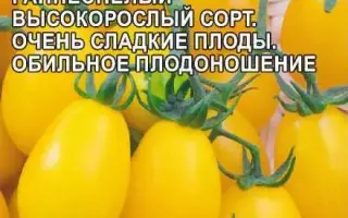 СЛИВКА ЖЕЛТАЯ