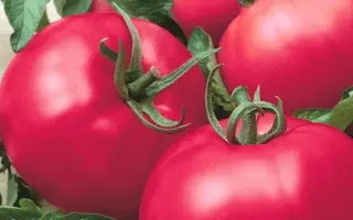 РАННЯЯ ЛЮБОВЬ