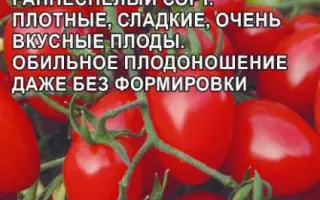 СЛИВКА КРАСНАЯ