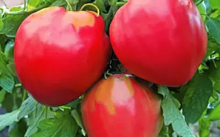 ЛЮБИМЫЙ ПРАЗДНИК