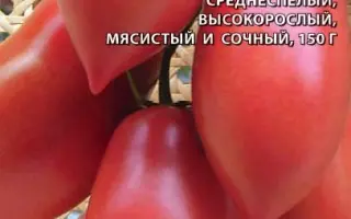 КАПИЯ РОЗОВАЯ