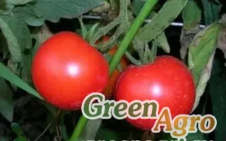 ЛЮБИМЕЦ КУБАНИ