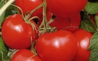 ИЗОБИЛЬНЫЙ