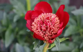 КУБАНСКИЕ КАЗАКИ