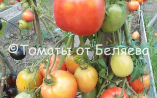 НАТАШЕНЬКА