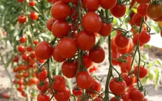 РАЙСКАЯ КОНФЕТКА