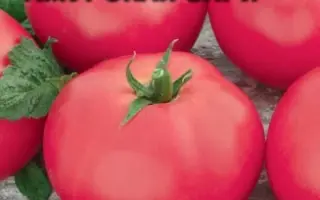 АМУРСКАЯ ЗАРЯ