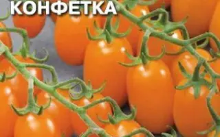 МЕДОВАЯ КОНФЕТКА