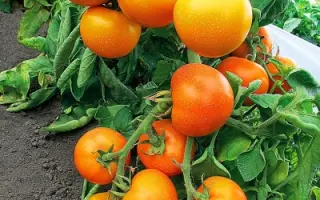 ЗОЛОТАЯ ТЕЩА