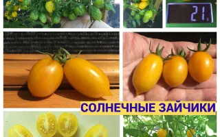 СОЛНЕЧНЫЙ ЗАЙЧИК