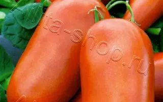 ДАМСКИЙ УГОДНИК