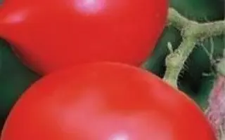 ДНЕСТРОВСКИЙ КРАСНЫЙ