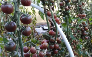 ВИШЕНКА ЧЕРНАЯ