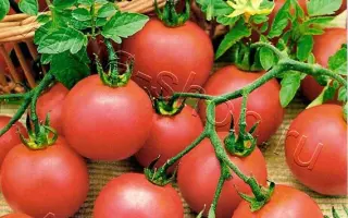 ВИШЕНКА РОЗОВАЯ