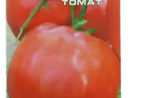 СОЗВЕЗДИЕ ДЕВЫ