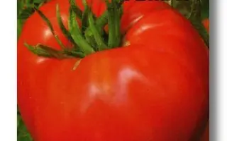 СОЗВЕЗДИЕ СТРЕЛЬЦА