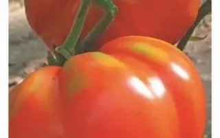 ВАСЯ-ВАСИЛЕК