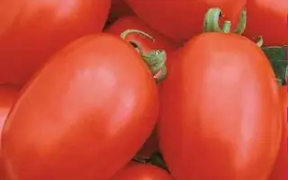 РАННИЙ УСПЕХ