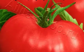 МАЛИНОВЫЙ ЗВОН