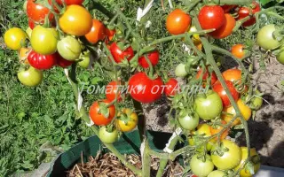 СЕВЕРНАЯ МАЛЮТКА