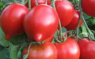 ПРИМАДОННА