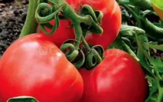 АЛАЯ ЗОРЬКА