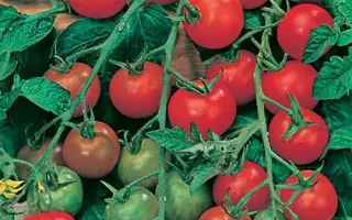 МЕЧТА ЛЕНТЯЯ