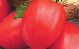 КРАСНАЯ ПРЕСНЯ