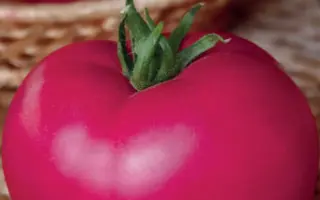 МАЛИНОВЫЙ ГИГАНТ