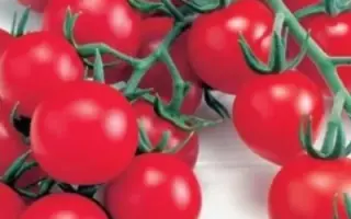 КРАСНАЯ ГРОЗДЬ