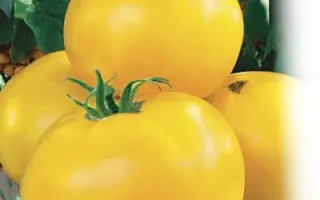 ИЛЬЯ МУРОМЕЦ