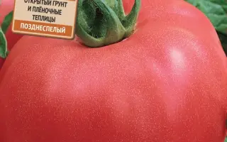 АЛЕША ПОПОВИЧ